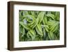 USA. Washington State. False Hellebore leaves in abstract patterns.-Gary Luhm-Framed Photographic Print