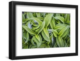 USA. Washington State. False Hellebore leaves in abstract patterns.-Gary Luhm-Framed Photographic Print