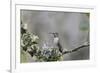 USA. Washington State. female Anna's Hummingbird at cup nest with chicks.-Gary Luhm-Framed Premium Photographic Print