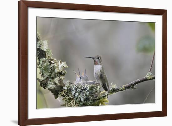 USA. Washington State. female Anna's Hummingbird at cup nest with chicks.-Gary Luhm-Framed Premium Photographic Print