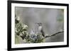 USA. Washington State. female Anna's Hummingbird at cup nest with chicks.-Gary Luhm-Framed Premium Photographic Print