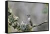 USA. Washington State. female Anna's Hummingbird at cup nest with chicks.-Gary Luhm-Framed Stretched Canvas