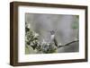 USA. Washington State. female Anna's Hummingbird at cup nest with chicks.-Gary Luhm-Framed Photographic Print