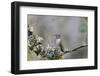 USA. Washington State. female Anna's Hummingbird at cup nest with chicks.-Gary Luhm-Framed Photographic Print