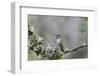 USA. Washington State. female Anna's Hummingbird at cup nest with chicks.-Gary Luhm-Framed Photographic Print