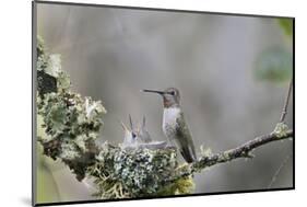 USA. Washington State. female Anna's Hummingbird at cup nest with chicks.-Gary Luhm-Mounted Photographic Print