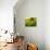 USA, Washington State. Fence line with spring wildflowers-Terry Eggers-Photographic Print displayed on a wall