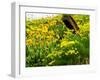 USA, Washington State. Fence line with spring wildflowers-Terry Eggers-Framed Photographic Print