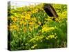 USA, Washington State. Fence line with spring wildflowers-Terry Eggers-Stretched Canvas