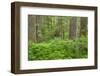 USA, Washington State, Gifford Pinchot National Forest. Old growth forest with ferns.-Jaynes Gallery-Framed Photographic Print