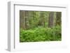 USA, Washington State, Gifford Pinchot National Forest. Old growth forest with ferns.-Jaynes Gallery-Framed Photographic Print