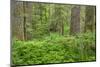 USA, Washington State, Gifford Pinchot National Forest. Old growth forest with ferns.-Jaynes Gallery-Mounted Photographic Print