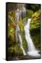 USA, Washington State, Gifford Pinchot National Forest. Panther Creek Falls along Panther Creek.-Christopher Reed-Framed Stretched Canvas