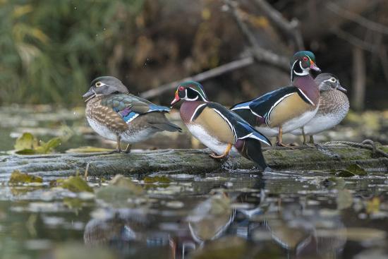 USA, Washington State. Group of Wood Ducks (Aix sponsa) perch on a log in  Union Bay in Seattle.' Photographic Print - Gary Luhm | AllPosters.com