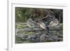 USA, Washington State. Group of Wood Ducks (Aix sponsa) perch on a log in Union Bay in Seattle.-Gary Luhm-Framed Photographic Print