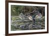 USA, Washington State. Group of Wood Ducks (Aix sponsa) perch on a log in Union Bay in Seattle.-Gary Luhm-Framed Photographic Print