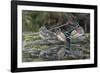 USA, Washington State. Group of Wood Ducks (Aix sponsa) perch on a log in Union Bay in Seattle.-Gary Luhm-Framed Photographic Print