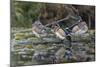 USA, Washington State. Group of Wood Ducks (Aix sponsa) perch on a log in Union Bay in Seattle.-Gary Luhm-Mounted Photographic Print