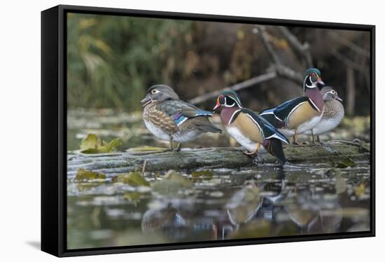 USA, Washington State. Group of Wood Ducks (Aix sponsa) perch on a log in Union Bay in Seattle.-Gary Luhm-Framed Stretched Canvas