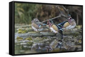 USA, Washington State. Group of Wood Ducks (Aix sponsa) perch on a log in Union Bay in Seattle.-Gary Luhm-Framed Stretched Canvas