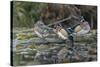 USA, Washington State. Group of Wood Ducks (Aix sponsa) perch on a log in Union Bay in Seattle.-Gary Luhm-Stretched Canvas
