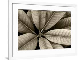 USA, Washington State, Guillemot Cove. Rhododendron leaves monotone close-up.-Jaynes Gallery-Framed Photographic Print