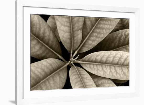 USA, Washington State, Guillemot Cove. Rhododendron leaves monotone close-up.-Jaynes Gallery-Framed Photographic Print