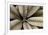 USA, Washington State, Guillemot Cove. Rhododendron leaves monotone close-up.-Jaynes Gallery-Framed Photographic Print