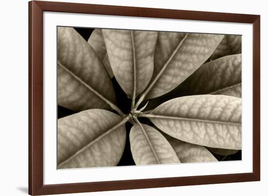 USA, Washington State, Guillemot Cove. Rhododendron leaves monotone close-up.-Jaynes Gallery-Framed Photographic Print