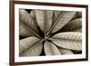 USA, Washington State, Guillemot Cove. Rhododendron leaves monotone close-up.-Jaynes Gallery-Framed Photographic Print