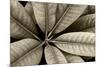 USA, Washington State, Guillemot Cove. Rhododendron leaves monotone close-up.-Jaynes Gallery-Mounted Photographic Print