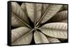 USA, Washington State, Guillemot Cove. Rhododendron leaves monotone close-up.-Jaynes Gallery-Framed Stretched Canvas