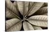 USA, Washington State, Guillemot Cove. Rhododendron leaves monotone close-up.-Jaynes Gallery-Stretched Canvas