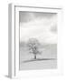 USA, Washington State. Infrared of lone tree in wheat field.-Terry Eggers-Framed Photographic Print