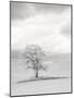 USA, Washington State. Infrared of lone tree in wheat field.-Terry Eggers-Mounted Photographic Print