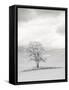 USA, Washington State. Infrared of lone tree in wheat field.-Terry Eggers-Framed Stretched Canvas