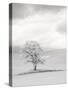 USA, Washington State. Infrared of lone tree in wheat field.-Terry Eggers-Stretched Canvas