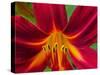 Usa, Washington State, Issaquah. Orange and red daylily flower close-up-Merrill Images-Stretched Canvas