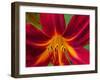 Usa, Washington State, Issaquah. Orange and red daylily flower close-up-Merrill Images-Framed Photographic Print