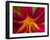 Usa, Washington State, Issaquah. Orange and red daylily flower close-up-Merrill Images-Framed Photographic Print
