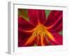 Usa, Washington State, Issaquah. Orange and red daylily flower close-up-Merrill Images-Framed Photographic Print