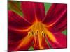 Usa, Washington State, Issaquah. Orange and red daylily flower close-up-Merrill Images-Mounted Photographic Print