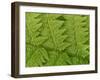 Usa, Washington State, Kirkland. Juanita Bay Park, Lady fern frond pattern from above-Merrill Images-Framed Photographic Print