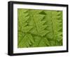 Usa, Washington State, Kirkland. Juanita Bay Park, Lady fern frond pattern from above-Merrill Images-Framed Photographic Print