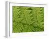 Usa, Washington State, Kirkland. Juanita Bay Park, Lady fern frond pattern from above-Merrill Images-Framed Photographic Print