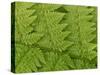 Usa, Washington State, Kirkland. Juanita Bay Park, Lady fern frond pattern from above-Merrill Images-Stretched Canvas