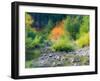 USA, Washington State, Kittitas County. Small creek surrounded by vine maples in the fall.-Julie Eggers-Framed Photographic Print