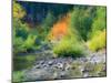 USA, Washington State, Kittitas County. Small creek surrounded by vine maples in the fall.-Julie Eggers-Mounted Photographic Print