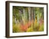 USA, Washington State, Kittitas County. Vine maple trees mixed in with some aspen trunks.-Julie Eggers-Framed Photographic Print