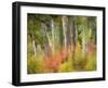 USA, Washington State, Kittitas County. Vine maple trees mixed in with some aspen trunks.-Julie Eggers-Framed Photographic Print